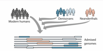 Figure 2: Admixture between Homo sapiens, Denisovans and Neanderthals (Browning et al. 2018, 52). To define the origin of Homo sapiens, one must also consider the origin of Denisovan and Neanderthals.